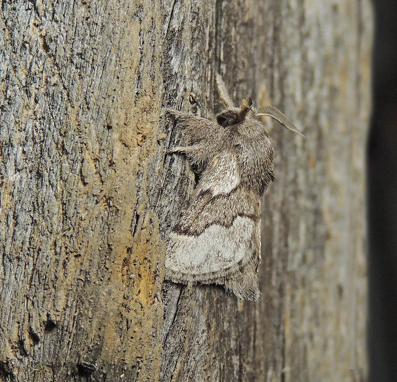 Trichiura crataegi Lasiocampidae